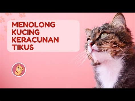 Menolong Kucing Keracunan Tikus YouTube