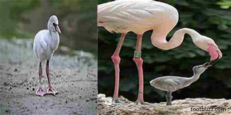 Baby Flamingo: When do baby flamingos turn pink?(with Pictures) : r ...