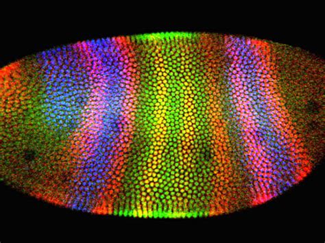 Confocal Microscopy | Nikon’s MicroscopyU