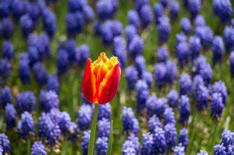 Premium Photo Colorful Fresh Tulip Flower Bloom In The Garden