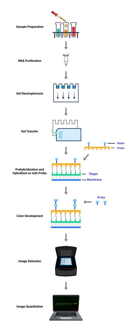 Northern Blot Service – Tribioscience