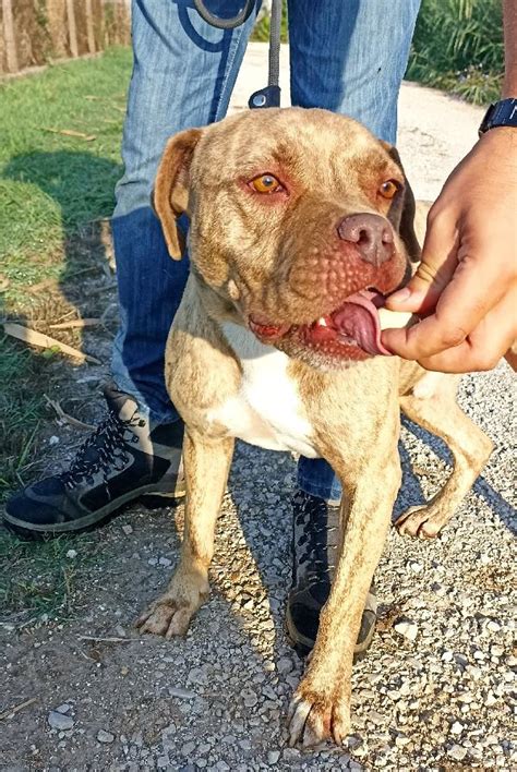 Grino Meraviglioso Pittbull Dal Manto Tigrato In Canile A Latina In