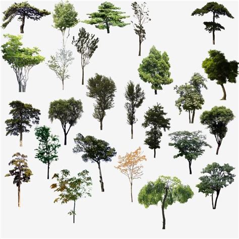 Download This Trees Psd Material Trees Branches Png Clipart Image Or Psd File For Free