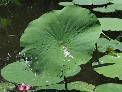 The Self Cleaning Effect Seen On The Leaf Of A Lotus Plant Nelumbo