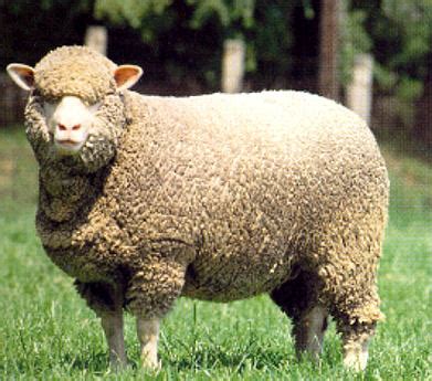 Polish Merino sheep | petmapz by Dr. Katz, Your veterinarian endorsed ...