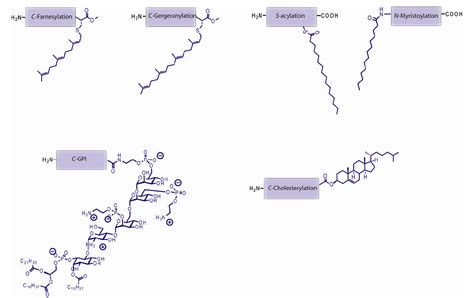 Figure From The Protein Lipidation And Its Analysis Semantic Scholar