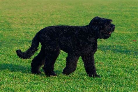 Black Russian Terrier Dog Breed Characteristics And Care