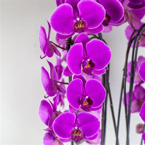 Stunning Purple Waterfall Orchids Premium – fleurdetroit