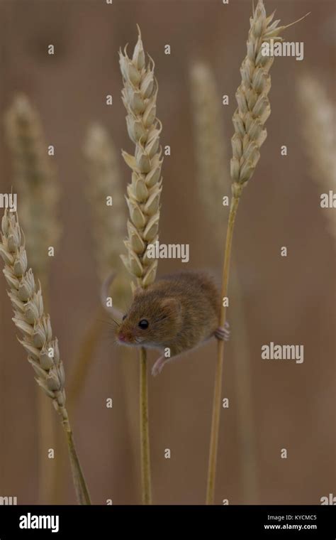 Harvest Mouse Up Close Cornwall Stock Photo Alamy