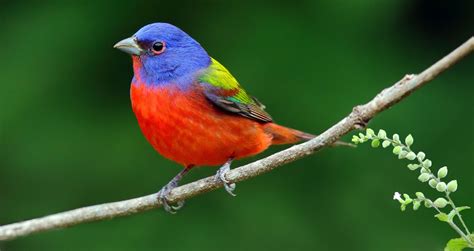 Https Flic Kr P R Mhgr Painted Bunting Passerina Ciris Ixtapa