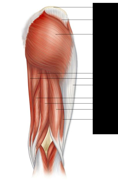 Anatomy 3 Muscles Lower Limb Diagram Quizlet