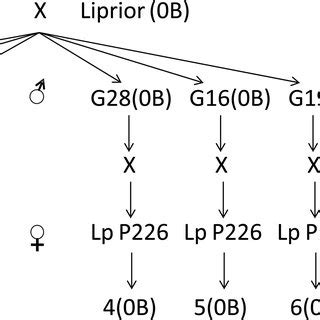 Crossing Scheme Used To Develop The Three B And Three B L Perenne