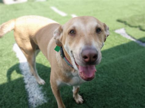 TLC Pet Care Grooming - TLC PET CARE