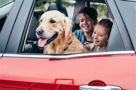 Im Auto Den Hund Sicher Transportieren Hundemagazin