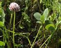 Trifolium Fragiferum Strawberry Clover Minnesota Wildflowers