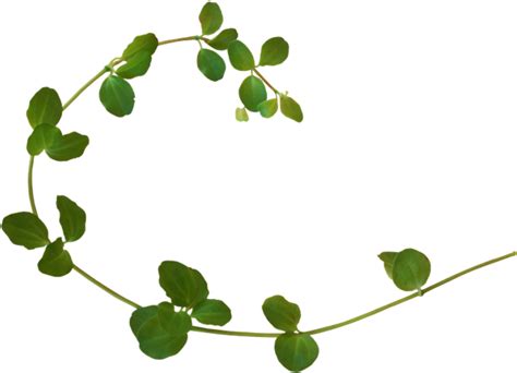 Download Vine Plant Clip Art - Plants - Png Download (#5212373 ...