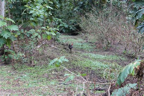 Australian Brushturkey From Brisbane Qld Australia On August