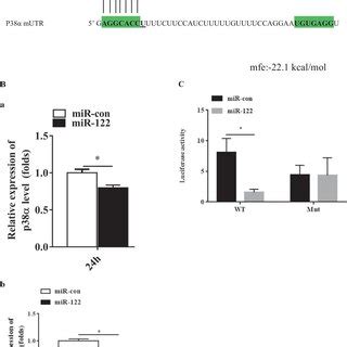 Mir Targeted The Untranslated Region Utr Of E Coioides P