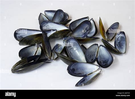 Mussel Shells Hi Res Stock Photography And Images Alamy