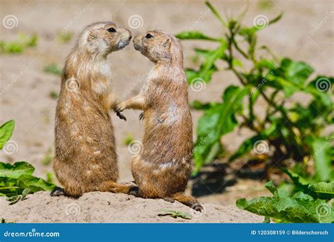 Prairie Dogs Hugging