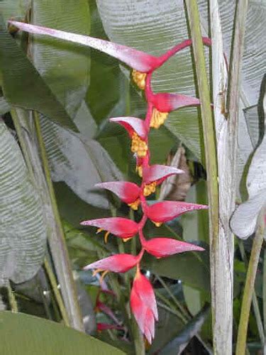 Platanillo Heliconia Collinsiana INaturalist Mexico