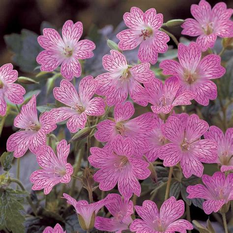 Hardy Geranium Claridge Druce Single Flowering Hardy Geraniums The Vernon Nursery Hardy