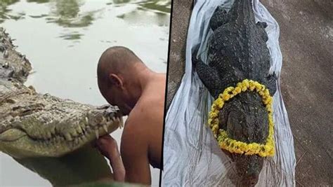 Babia The Vegetarian Crocodile Of Kerala S Sri Ananthapadmanabha