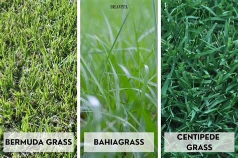 The Best Grass Seed For Your Lawn A Complete Guide