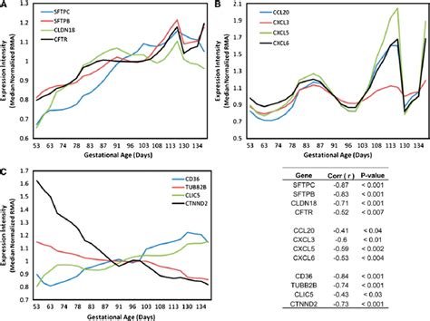 Human Lung Development Expression Profiles For Select Developing Lung Download Scientific