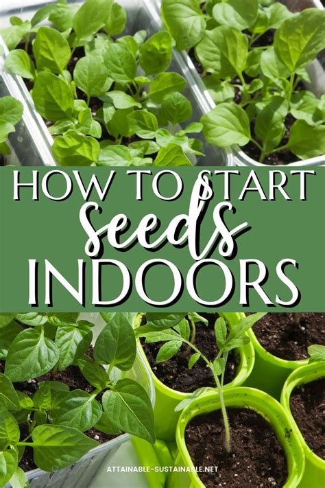 Seed Starting Mistakes Why Your Seeds Don T Sprout Artofit