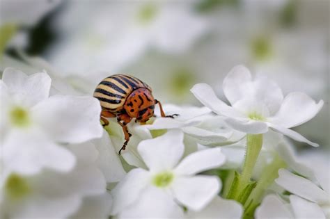 Insect Beetle Colorado - Free photo on Pixabay