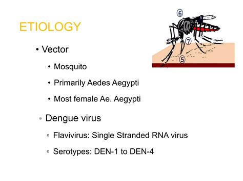 Dengue fever ,Dengue shock syndrome | PPT