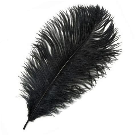 black ostrich feather large feathers feather planet