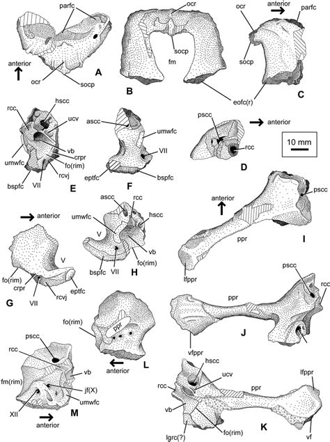 Elements of otic capsule of ROM 29010. Supraoccipital in dorsal (A ...