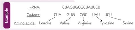 Alteration Of The Structure Of Bases In DNA Can Alter The Structure Of