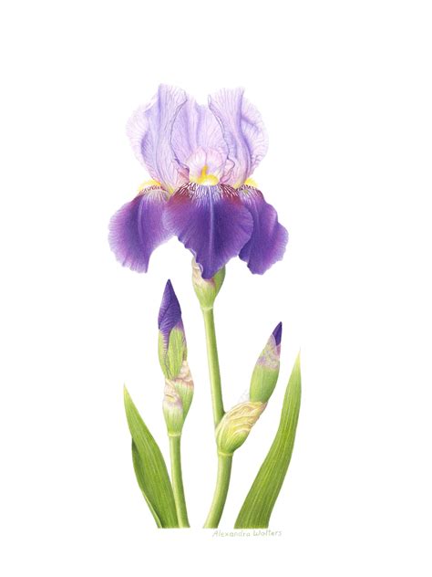 Iris Flower Drawing at GetDrawings | Free download