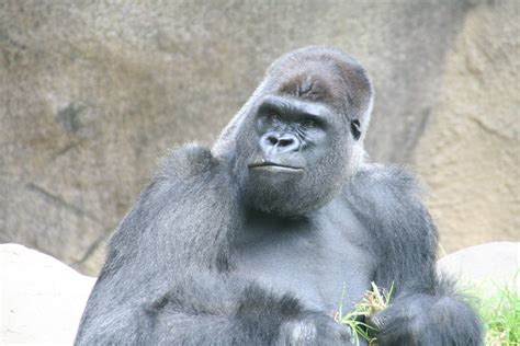 Gorilla Smirk Free Photo Download Freeimages