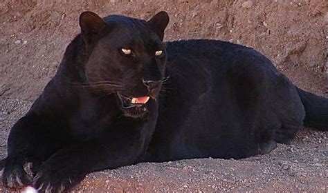 Pantha (DC Comics) — Wikipédia