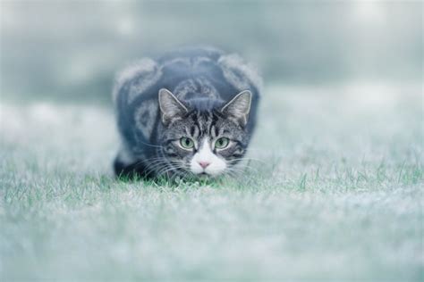 animals, Cat, Grass Wallpapers HD / Desktop and Mobile Backgrounds