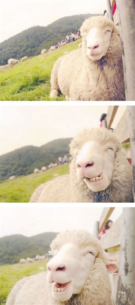 The Sweetest Smiling Animals