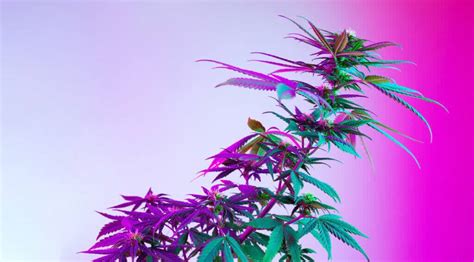 Increasing DLI For Cannabis Yields Premium Cultivars