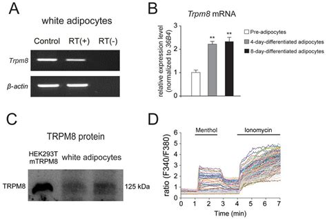 Trpm8 Is Functionally Expressed In Mouse Differentiated White