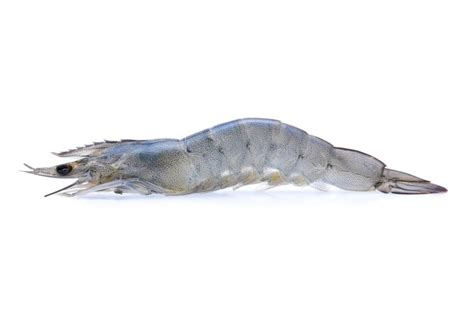 Premium Photo Raw Prawns Isolated