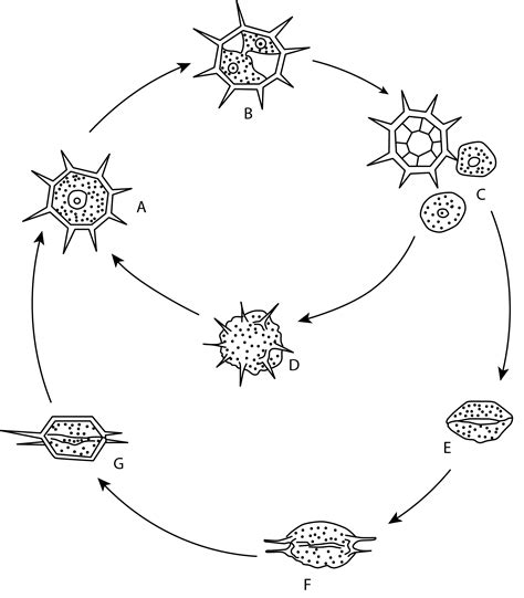 Cell Morphology And Life History Of Dictyocha Octonaria Dictyochophyceae Ochrophyta From