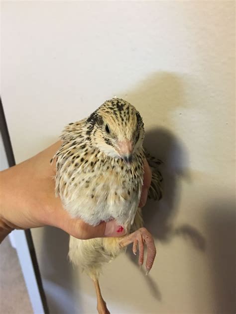 Sexing Cotournix Quail Backyard Chickens Learn How To Raise Chickens