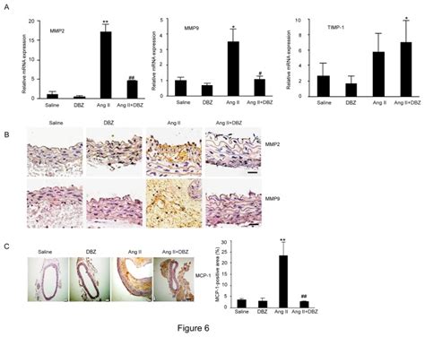 A The Qpcr Analysis For The Mrna Expression Of Mmp Mmp And Timp