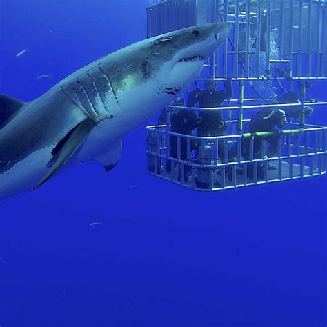 cage diving holidays dive worldwide