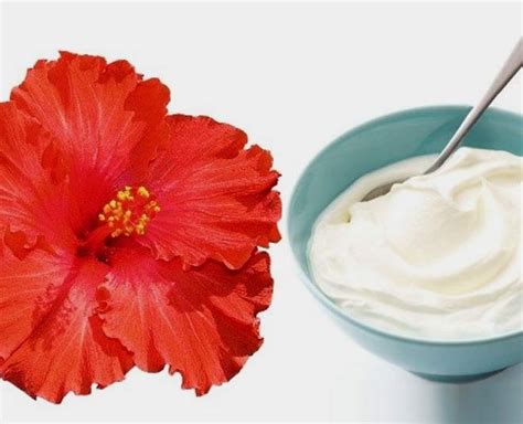 Make Hibiscus Hair Masks At Home For Healthy Hair Herzindagi