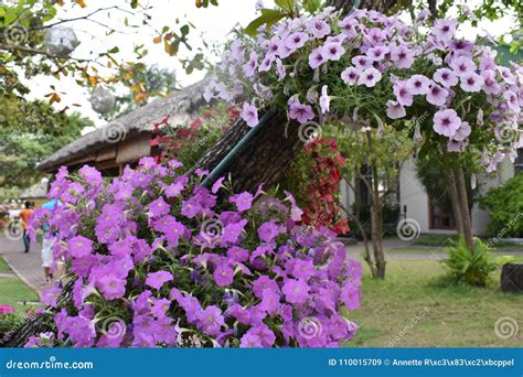 Beautiful Purple Flowers Hanging On A Tree In A Garden In Vietnam Stock