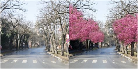 Se Reface Tunelul De Arbori Pe Unul Dintre Cele Mai Frumoase Bulevarde